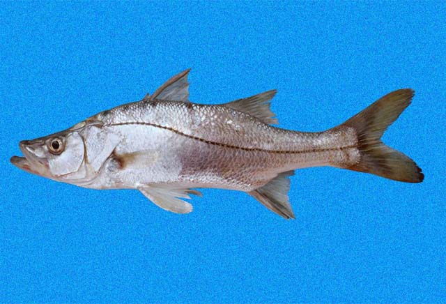 Centropomus medius Günther, 1864